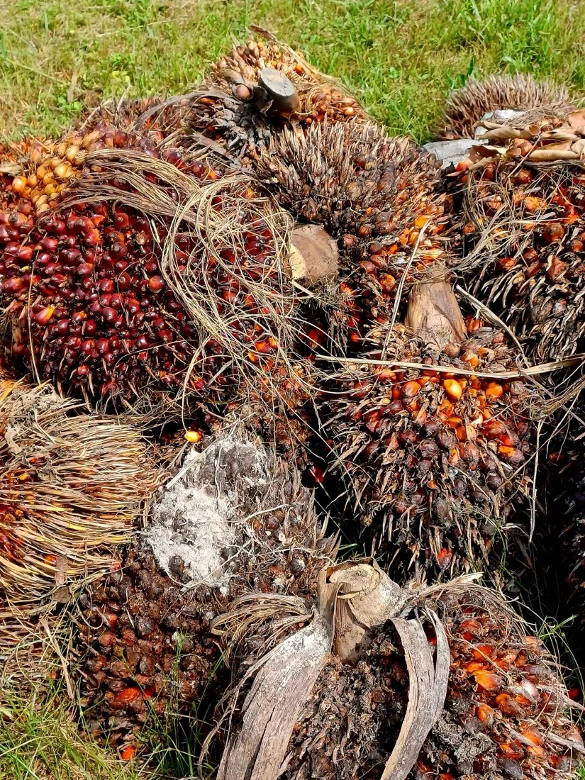 Crude palm oil fruit